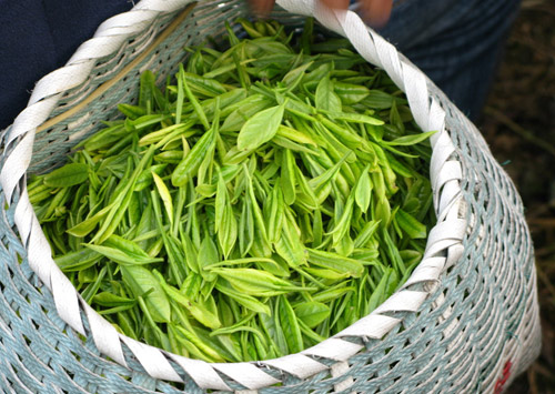 茶多酚含量檢測方法再新突破  助力茶葉生產(chǎn)消費(fèi)