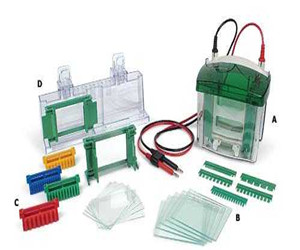 美國(guó)Bio-rad伯樂(lè)MiniPROTEAN 3 小型垂直電泳槽