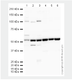 羊抗大鼠IgG(H&amp;L)[HRP]50 μg