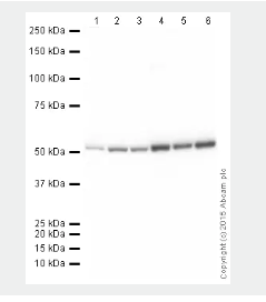 羊抗小鼠IgG(H&amp;L)[HRP] 50 μg