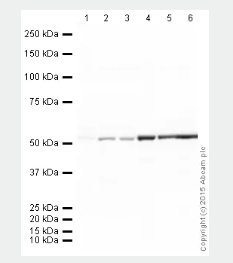 羊抗雞IgY(H&amp;L)[HRP]50 μg