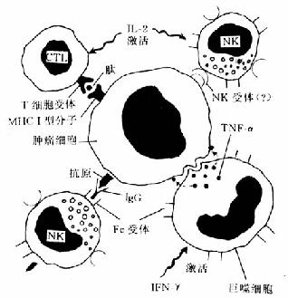 各種規(guī)格腫瘤壞死因子