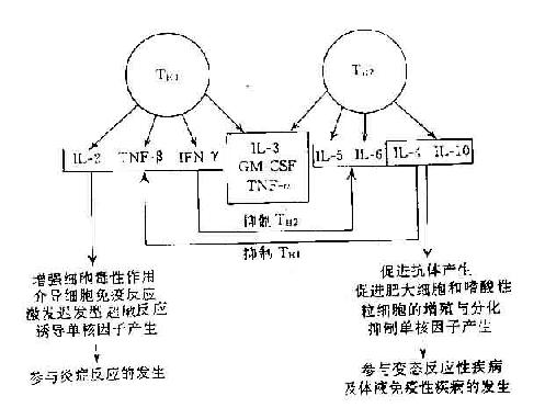 各種規(guī)格重組血細(xì)胞因子