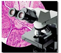 CX31-12C04奧林巴斯生物顯微鏡CX31-12C04（代理商）
