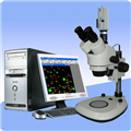 三目體視顯微鏡XTL-AT 顆粒粒徑統(tǒng)計分析顯微鏡立體顯微鏡